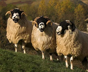 Domestic Sheep, Rough Fell, three rams