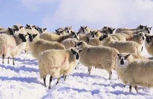 Domestic sheep with speckled Beulah sheep on a Hill Farm in the snow