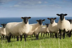 Domestic Sheep, Suffolk crossbreed ewes