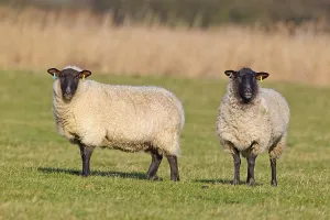 Domestic Sheep, Suffolk mules, two ewes