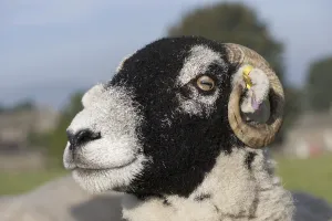 Domestic Sheep, Swaledale ewe, close-up of head