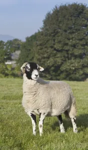 Domestic Sheep, Swaledale ewe, standing in pasture