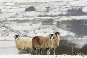 Domestic Sheep, Swaledale ewes