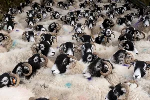 Domestic Sheep, Swaledale, ewes