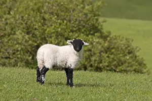Domestic Sheep, Swaledale lamb