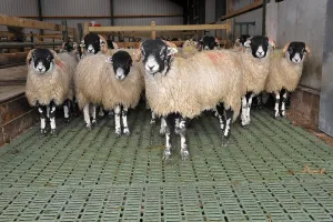 Domestic Sheep, Swaledale wether lambs
