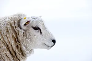 Domestic Sheep, Texel, adult, covered with snow