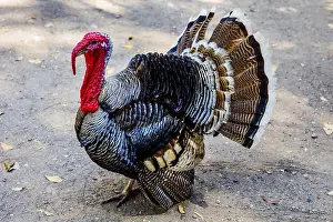 Domestic turkey (Meleagris gallopavo domestica)