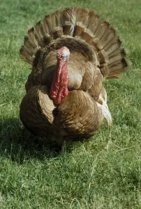Domestic turkey, turkey, turkey