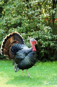 Domestic turkeys, common turkey (Meleagris gallopavo)