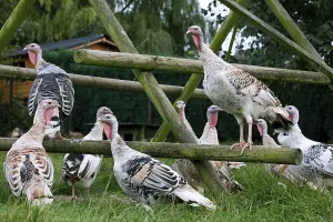Domestic turkeys, turkey, turkeys