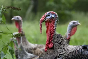 Domestic turkeys, turkey, turkeys