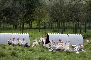 Domestic turkeys, turkey, turkeys