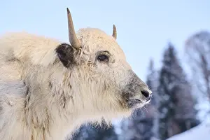 Domestic yak (Bos grunniens) portrait