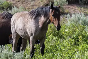 A domesticated one-toed hoofed mammal roaming around the preserve park