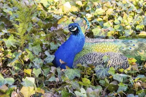 Domesticated peacock, a male of the Indian peafowl (Pavo cristatus)
