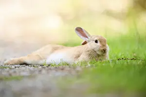 Domesticated rabbit (Oryctolagus cuniculus forma domestica) lying on the ground