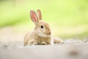 Domesticated rabbit (Oryctolagus cuniculus forma domestica) lying on the ground