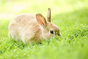 Domesticated rabbit (Oryctolagus cuniculus forma domestica) lying on a meadow