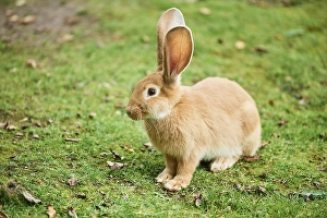 Domesticated rabbit (Oryctolagus cuniculus forma domestica) on a meadow