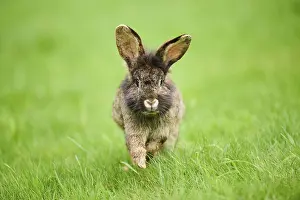 Framed Print : Domesticated rabbit (Oryctolagus cuniculus forma domestica) running on a meadow
