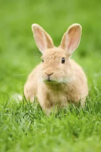 Domesticated rabbit (Oryctolagus cuniculus forma domestica) sitting on a meadow