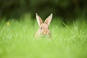 Domesticated rabbit (Oryctolagus cuniculus forma domestica) sitting on a meadow