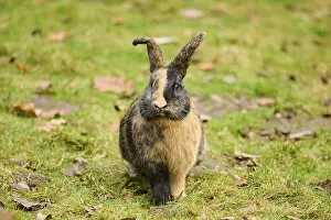 Domesticated rabbit (Oryctolagus cuniculus forma domestica) sitting on a meadow