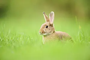 Domesticated rabbit (Oryctolagus cuniculus forma domestica) sitting on a meadow