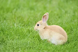 Domesticated rabbit (Oryctolagus cuniculus forma domestica) sitting on a meadow