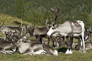 Domesticated spotted reindeer (Rangifer tarandus)
