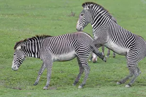 Dominance behaviour between two Grevy's zebras (Equus grevyi)