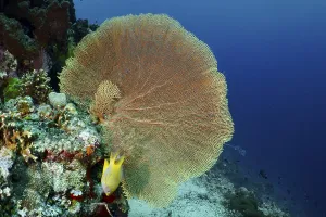 Category Wildlife DE Prints: Dominant giant fan coral (Annella mollis) protrudes from an underwater rock