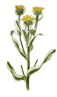 Donia ciliata, Grindelia ciliata