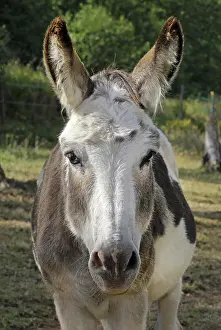 Donkey