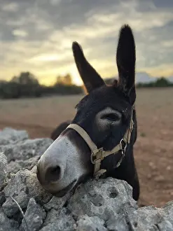 Donkey (Ase Balear) standing behind a natural stone wall