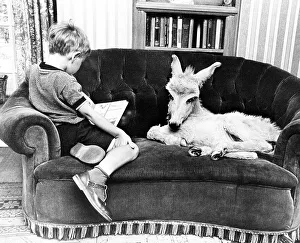 Donkey and a boy sitting comfortably on the sofa
