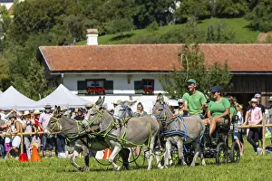 Donkey carriage driving through course