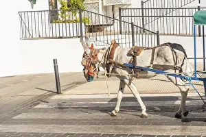 Donkey carriage in the municipality of Mijas in Malaga