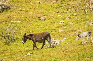 A donkey and her donkey in a meadow in the mountains of Sicily