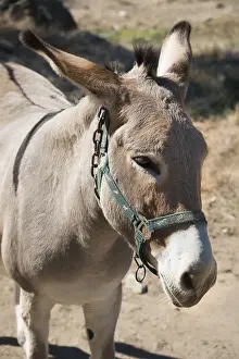 Donkey (Equus africanus asinus), Corsica, France