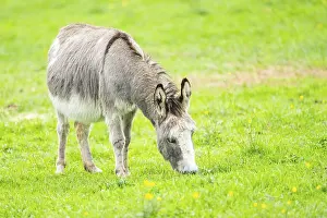 Donkey (Equus africanus asinus) standing on a meadow