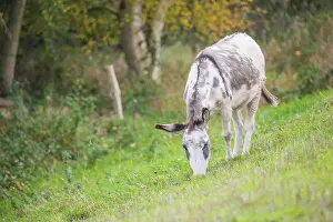 Donkey (Equus asinus asinus) or domestic donkey