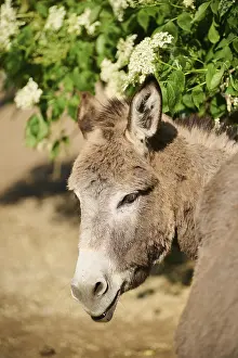 Donkey (Equus asinus asinus), portrait