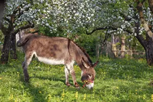 Donkey (Equus asinus), in orchard in Upper Bavaria with apple trees