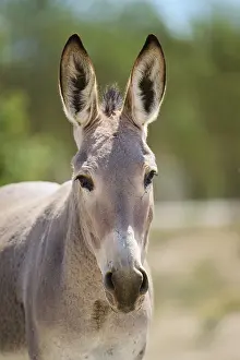 Donkey (Equus asinus), portrait, Spain, Europe