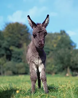 Donkey foal, domestic ass, Foal