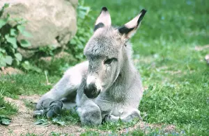 Donkey foal, Domestic, Foal, Donkey