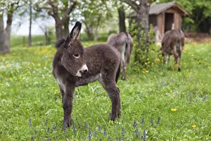 Donkey foal (Equus asinus), in orchard
