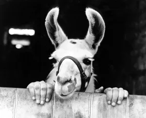 Donkey, with human hands, England, Great Britain